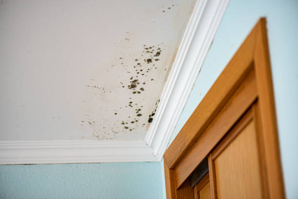 Best Water Damage & Mold Remediation  in Wyomissing, PA